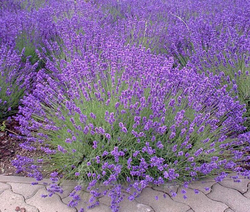 Engleska lavanda / Lavandula angustifola / EKO SADNICA