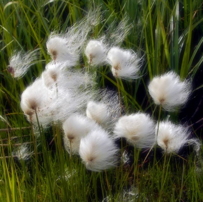Eriophorum Angustifolium / Cotton grass / SADNICE