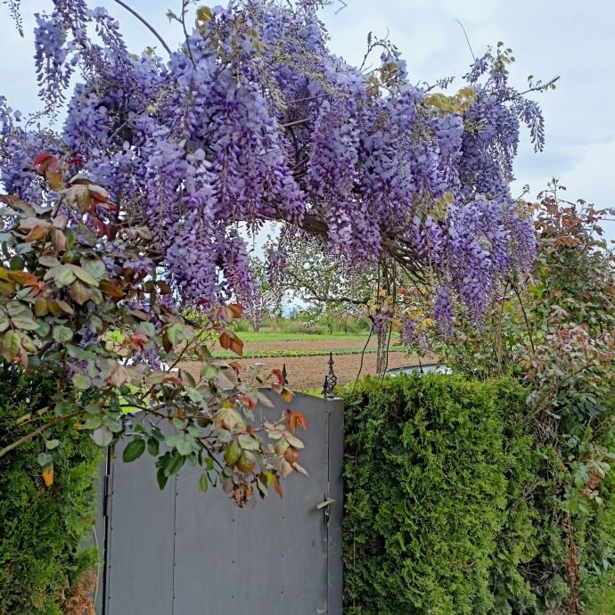 Glicinija - wisteria sadnice