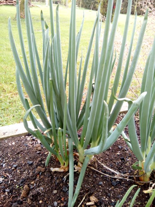 Gli Ortaggi: La Cipolla - Allium Cepa L., Coltivazione E Cura