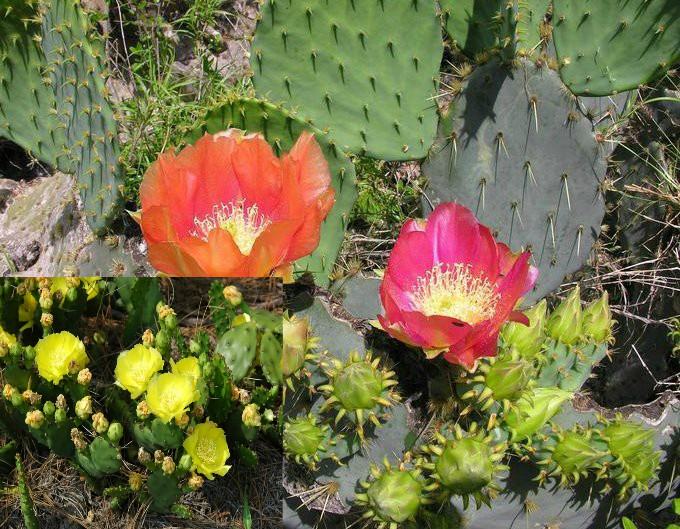 Kaktus smokva mix / Opuntia indica / Zimootporno / Sjeme