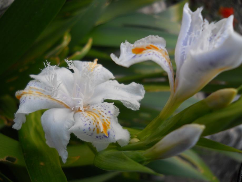 IRIS JAPONICA, iris sitnog cvijeta