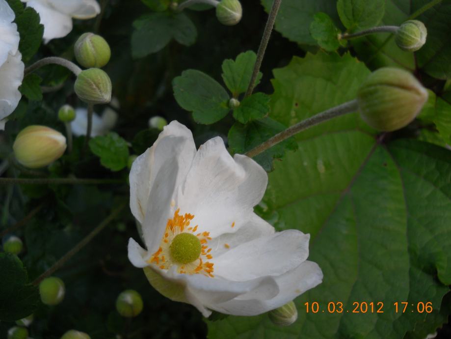 Japanska šumarica,  Anemona japonica,.  sadnica