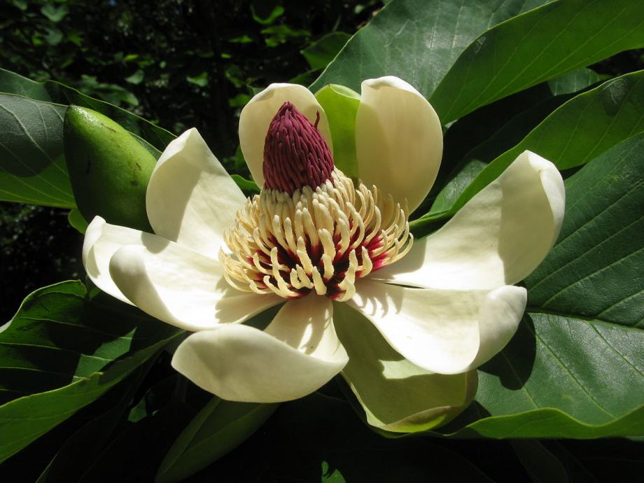Japanska velelisna magnolija (magnolia obovata) - sadnica