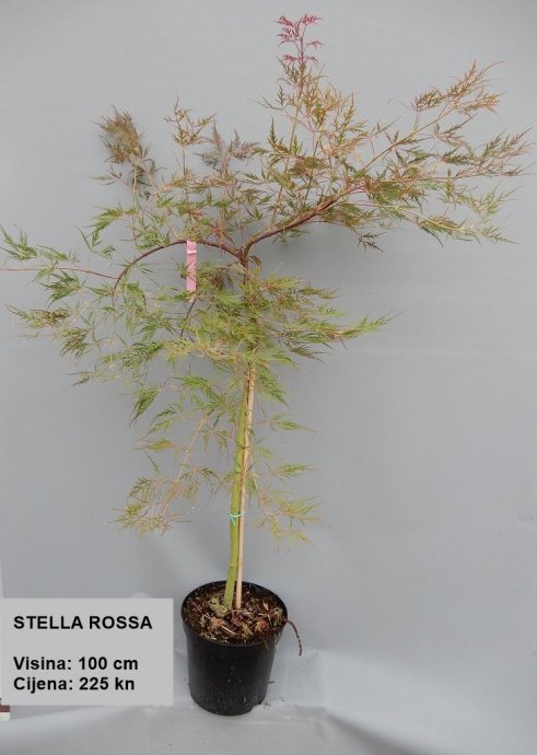 JAPANSKI JAVOR -  Acer palmatum - crvenolisni  - sadnice