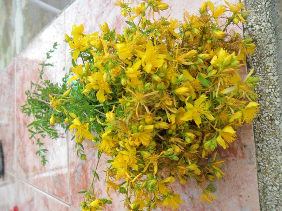 Kantarion---Gospina trava  žuti  suhi cvijet
