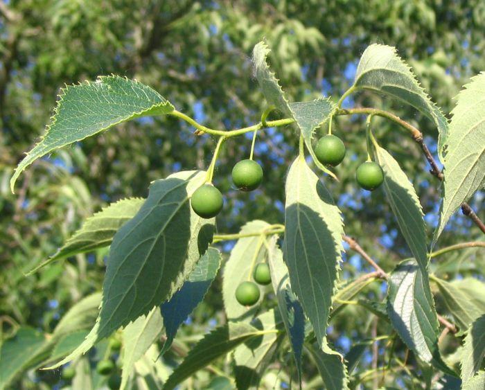 Košćela / Celtis australis / Sjeme