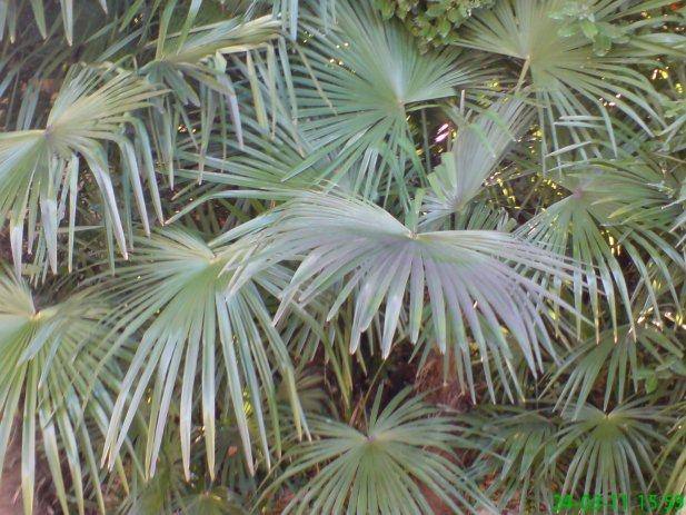 listovi od palmi
