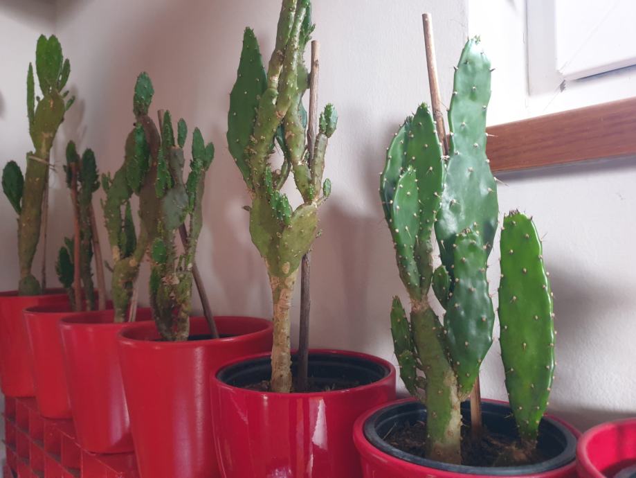 Mali kaktusi opuntia - idealni kao poklon (visina 20-30 cm)