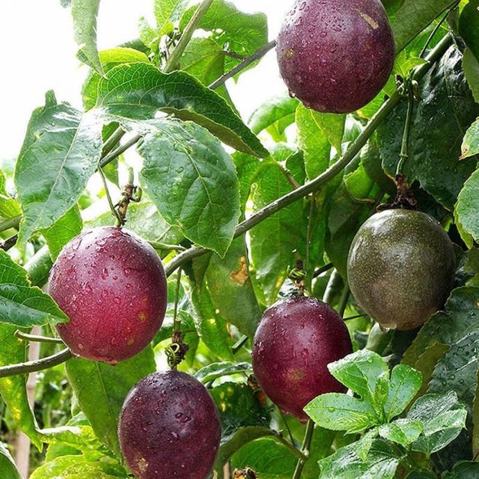 Passiflora Edulis / Marakuja / Sjeme