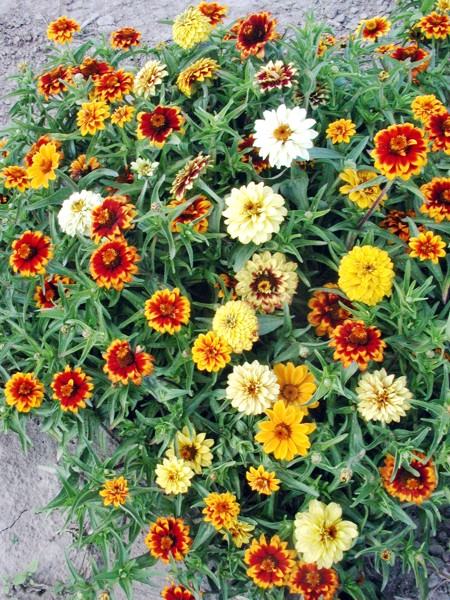 Cinija / Mexico / Sjeme