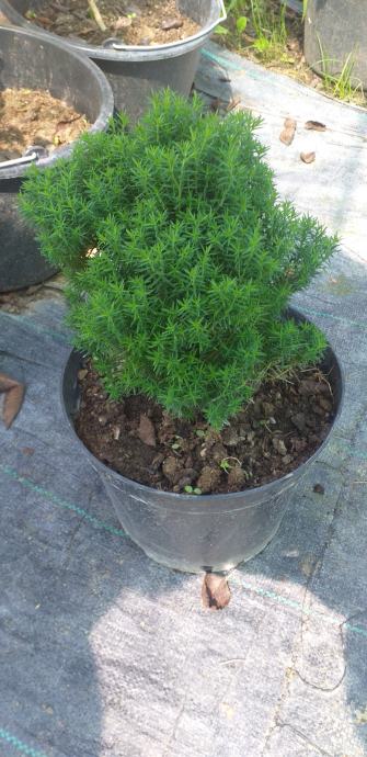 Mini tuja tedi - Thuja occidenatalis Teddy sadnice