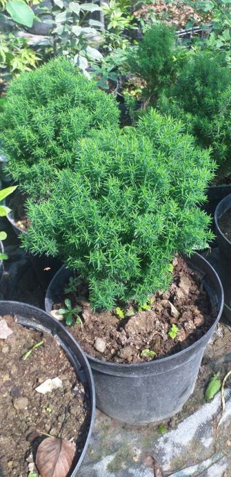 Mini tuja tedi - Thuja occidenatalis Teddy sadnice