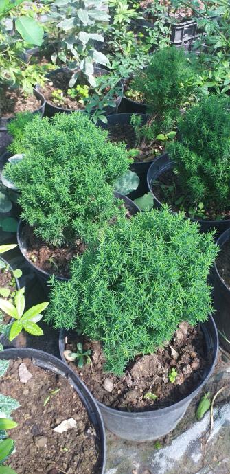 Mini tuja tedi - Thuja occidenatalis Teddy sadnice