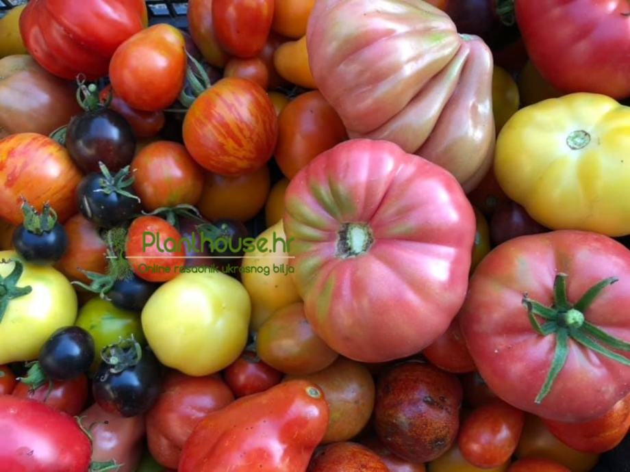 DOMAĆE, STARINSKE i EGZOTIČNE RAJČICE / www.planthouse.hr