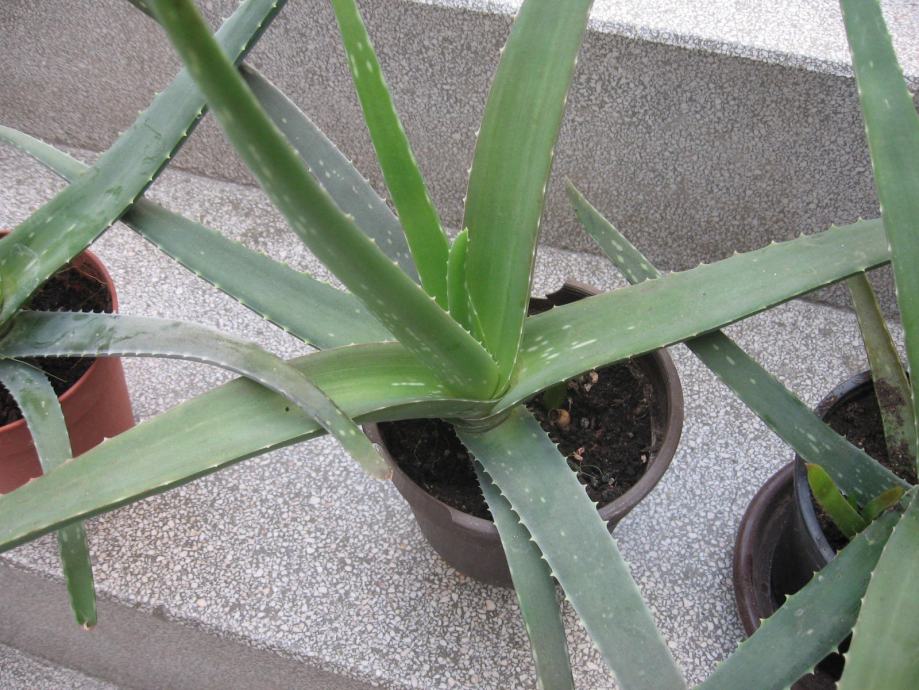 ALOJA VERA ARBORESCENS