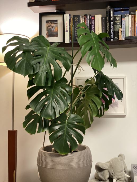 philodendron xanadu 14in Philodendron Xanadu main image 1