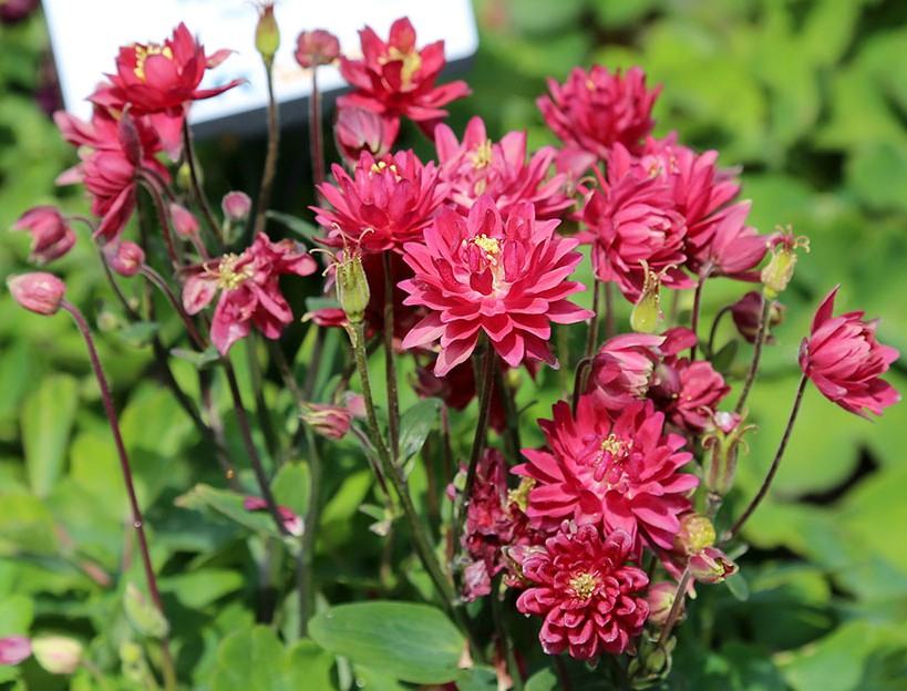 Pakujac / Aquilegia Clementine red / SADNICE