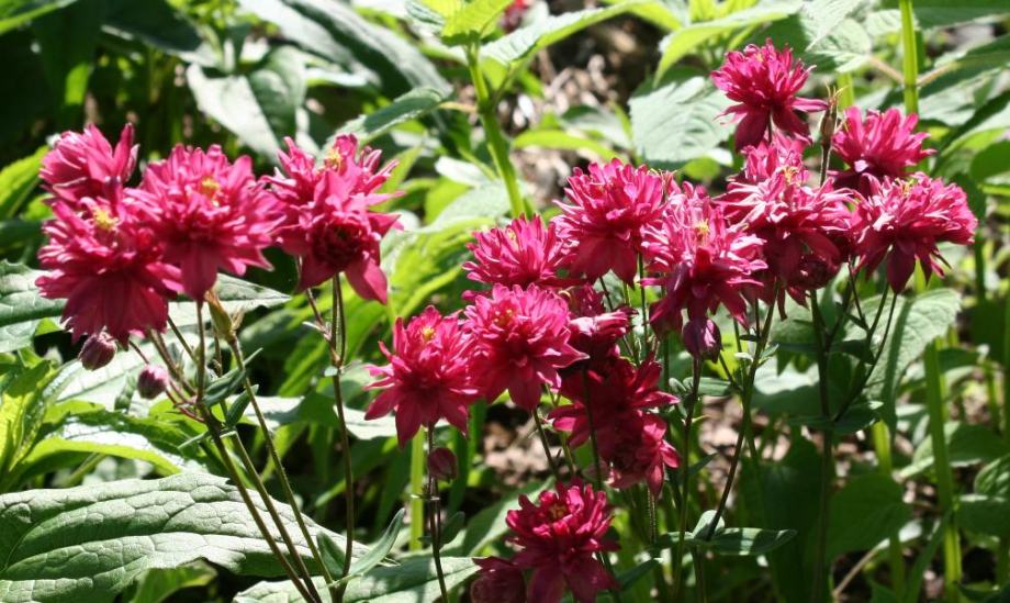 Pakujac / Aquilegia Clementine red / SADNICE