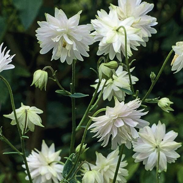 Pakujac Clementine white / SADNICE