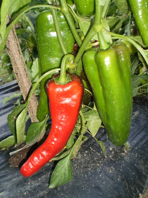 Paprika Spanish sweet sjeme