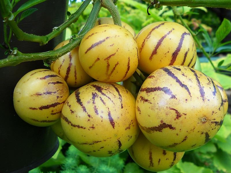 Solanum Muricatum Pepino