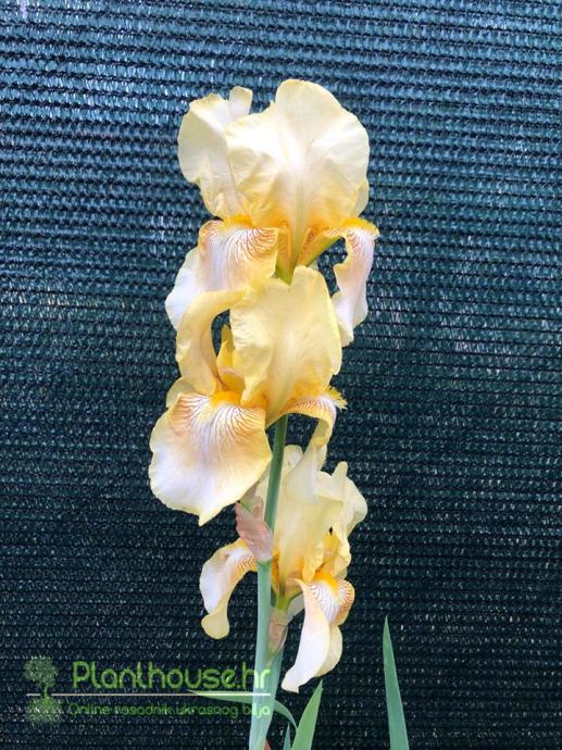 Perunika / Iris germanica Antique Ivory /  SADNICE