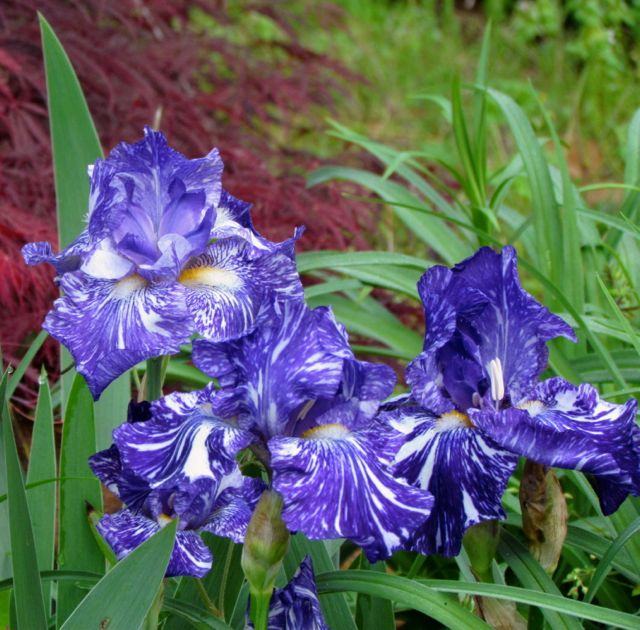 Perunika - Iris germanica Batik / SADNICE