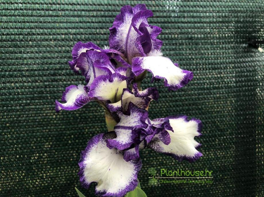 Perunika / Iris germanica Stitched beauty  /  SADNICE