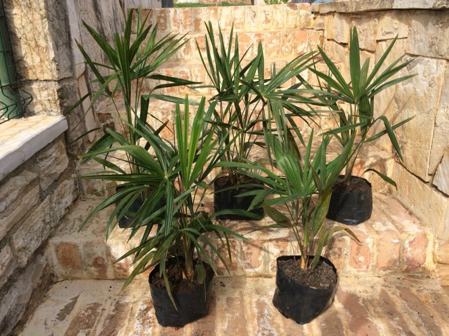 Sadnice palme, 45 cm, povoljno