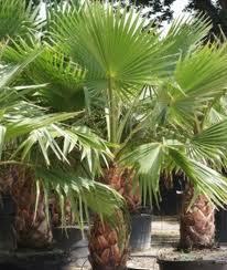 Sadnice palme Vasingtonije