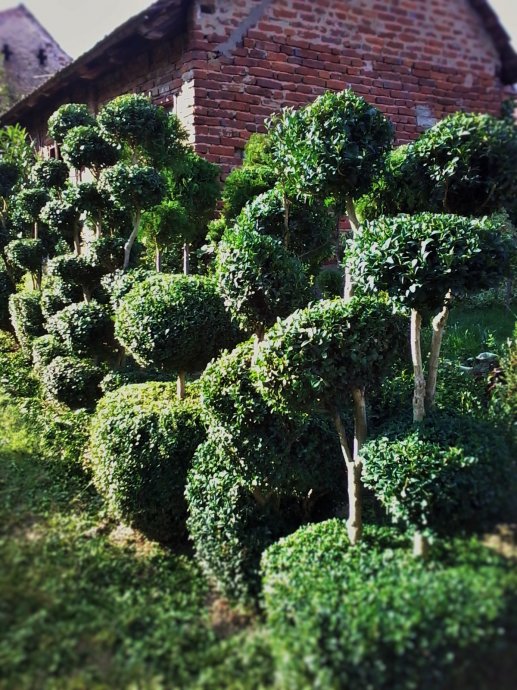 Sadnice TOPIARY, bonsai za okoliš,terase,kamenjar-ukrasno bilje