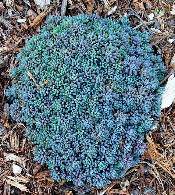 Sedum Hispanicum blue carpet / SADNICE