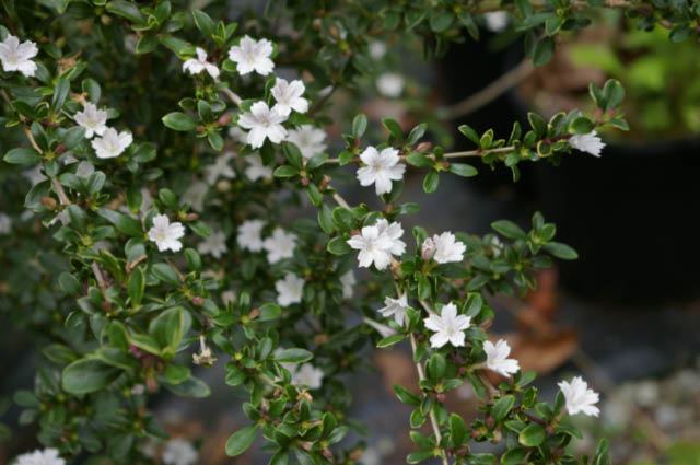 SERISSA FOETIDA, biljka pogodna za bonsai