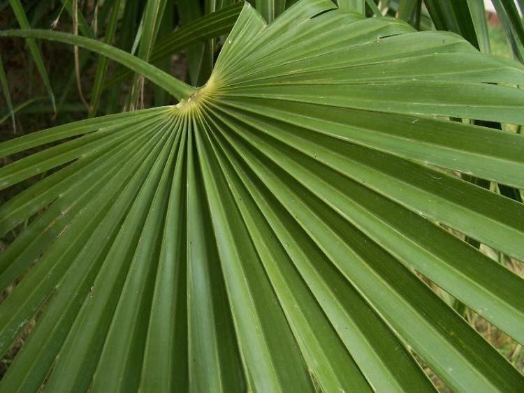 Sjemenke lepezaste palme, Chamaerops humilis