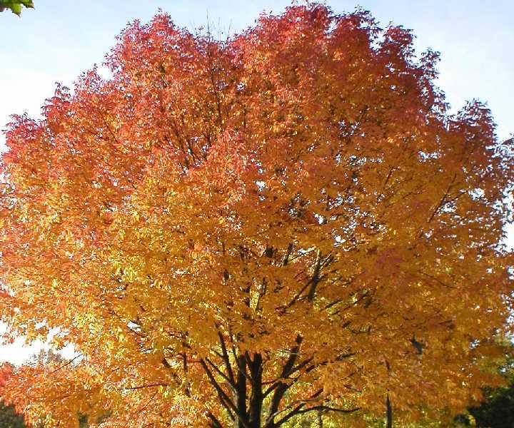 Srebrni javor - sadnica (Acer saccharinum)*ukrasni grmovi i drveće*