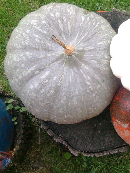 STAMBOLKA, tikva za pećenje u pećnici I , OSTALE TIKVE 100 /50 kn