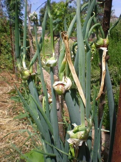 Egyptian Walking Onion Seeds – Allium Cepa Viviparum – 50 Seeds Perennial Vegetable, FREE SHIPPING