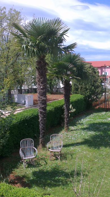 Trachycarpus wagnerianus (Palmier de chusan, Palmier moulin à vent) Spécimen Cou