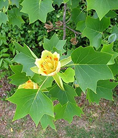 Tulipanovac(liriodendron tulipifera)-sadnica *ukrasni grmovi i drveće*