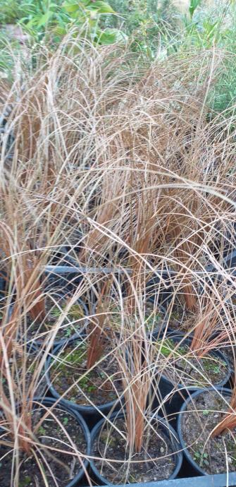 Ukrasna trava Carex bronze sadnice