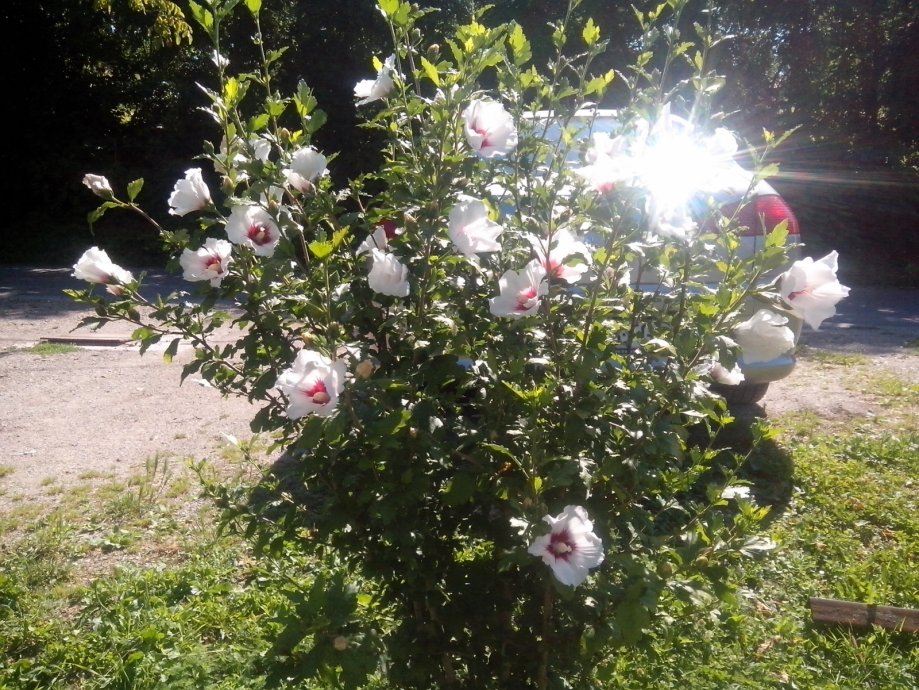 UKRASNO BILJE-Hibiscus vrtni