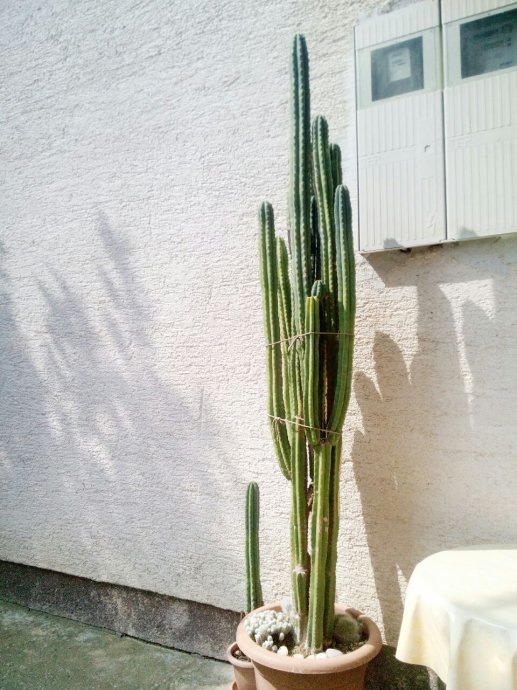 Fotografije kaktusa i sukulenata - Page 4 Veliki-kaktus-slika-103578368