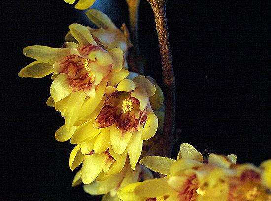 Mirisni grm / Chimonanthus praecox / Sjeme
