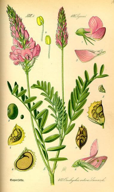 Esparzeta, divlji vučjak (Onobrichiis viciifolia) sjeme (oljušteno)
