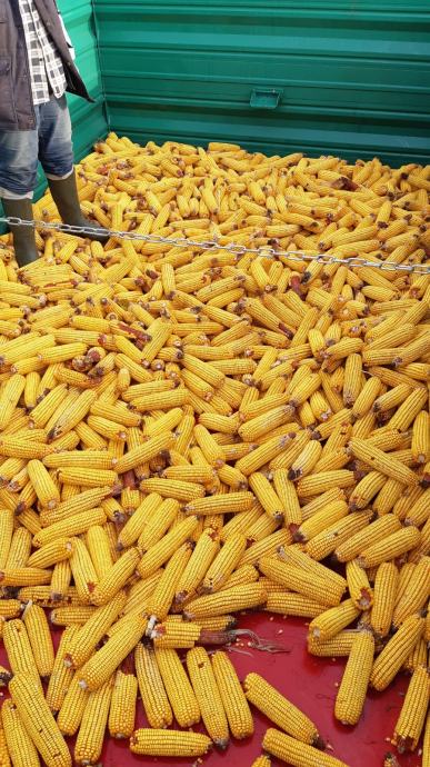 OGLASI PRODAJA KUKURUZA visual data 6