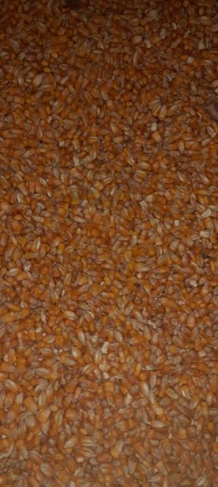 OGLASI PRODAJA KUKURUZA visual data 3