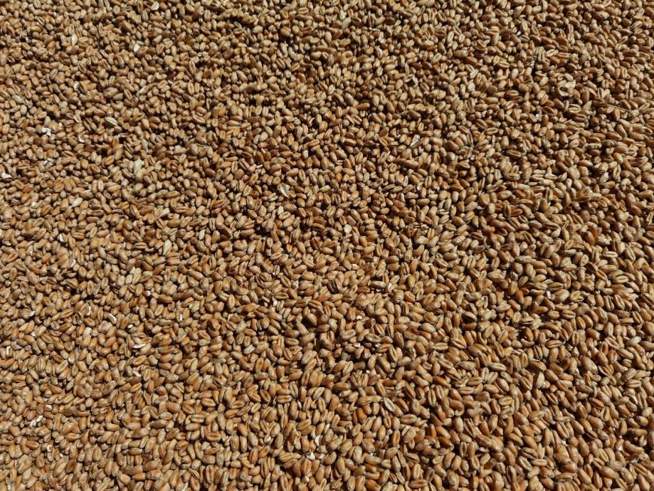 [Obrazek: psenica-merkantilna-rod-2023-g-2-3-klasa...253145.jpg]