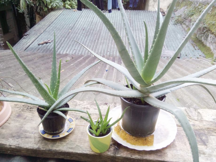 Aloe vera : čudesna biljka