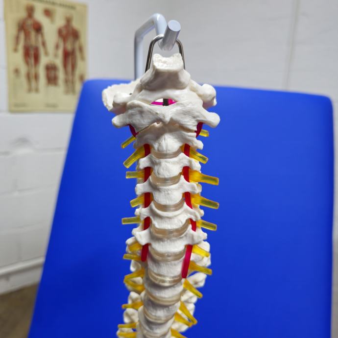 Anatomski model kicme kraljeznice kraljesnica kicma kraljeznica kostur